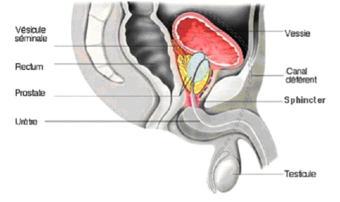 Anatomie de la prostate