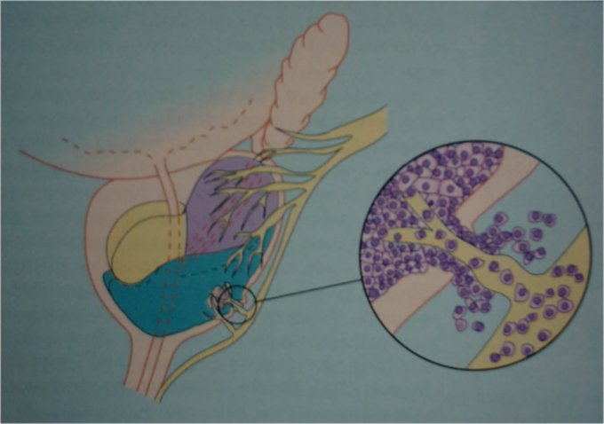 Rameaux nerveux et prostate